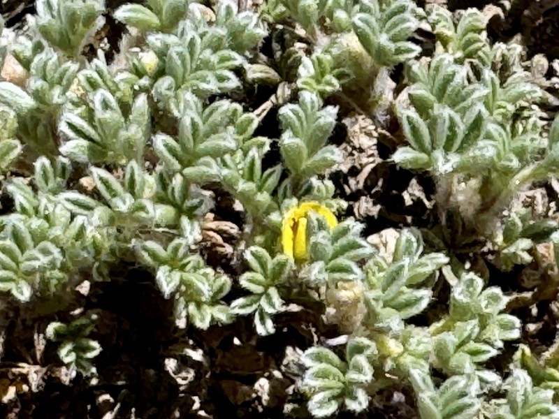 Adesmia glomerula photo 8