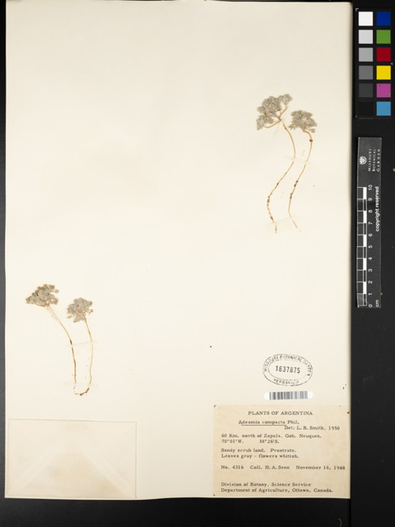 Adesmia glomerula var. glomerula