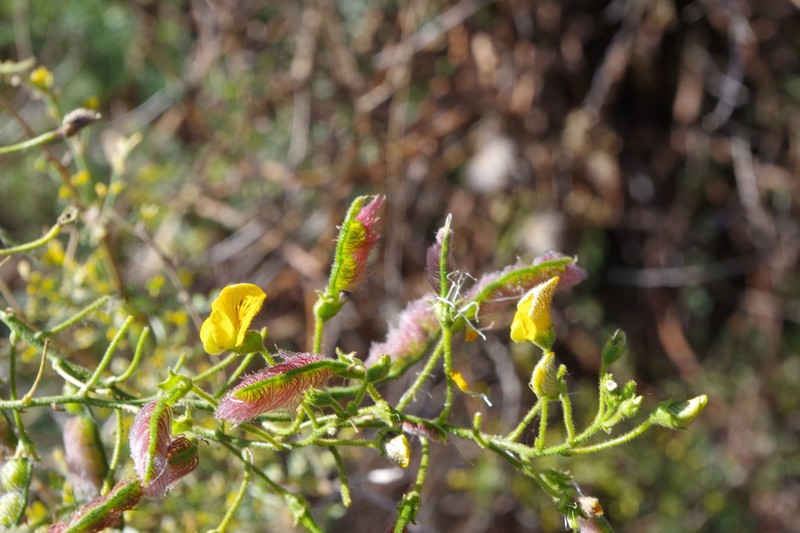 Adesmia glutinosa