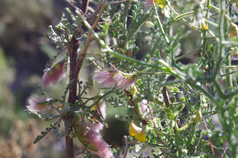 Adesmia glutinosa photo 2