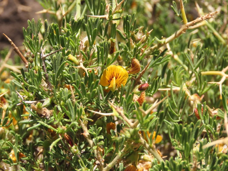 Adesmia gracilis photo 2