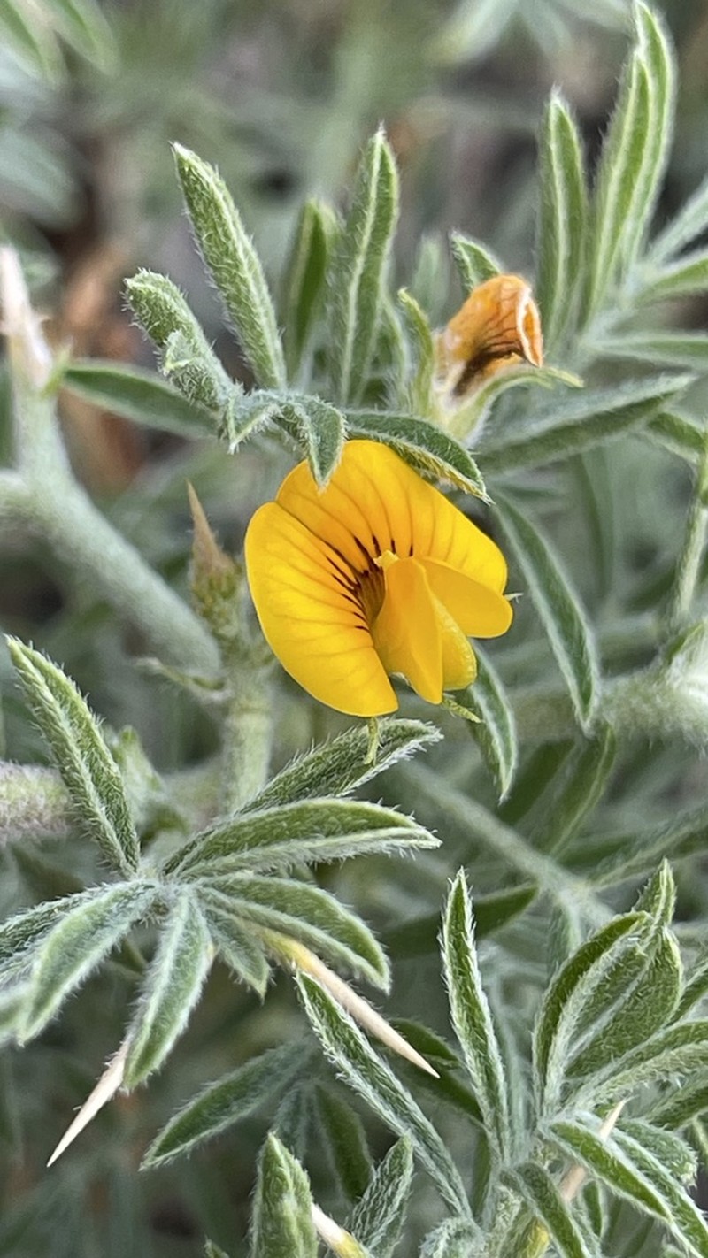 Adesmia gracilis photo 3