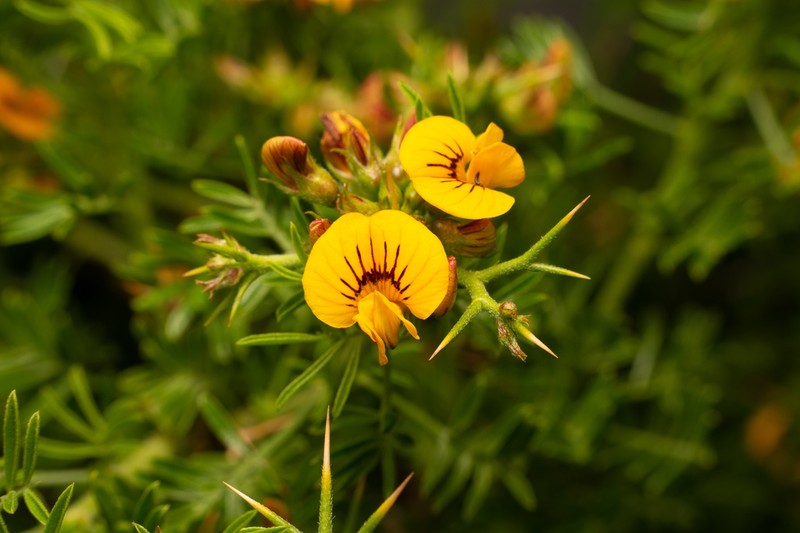 Adesmia gracilis photo 4