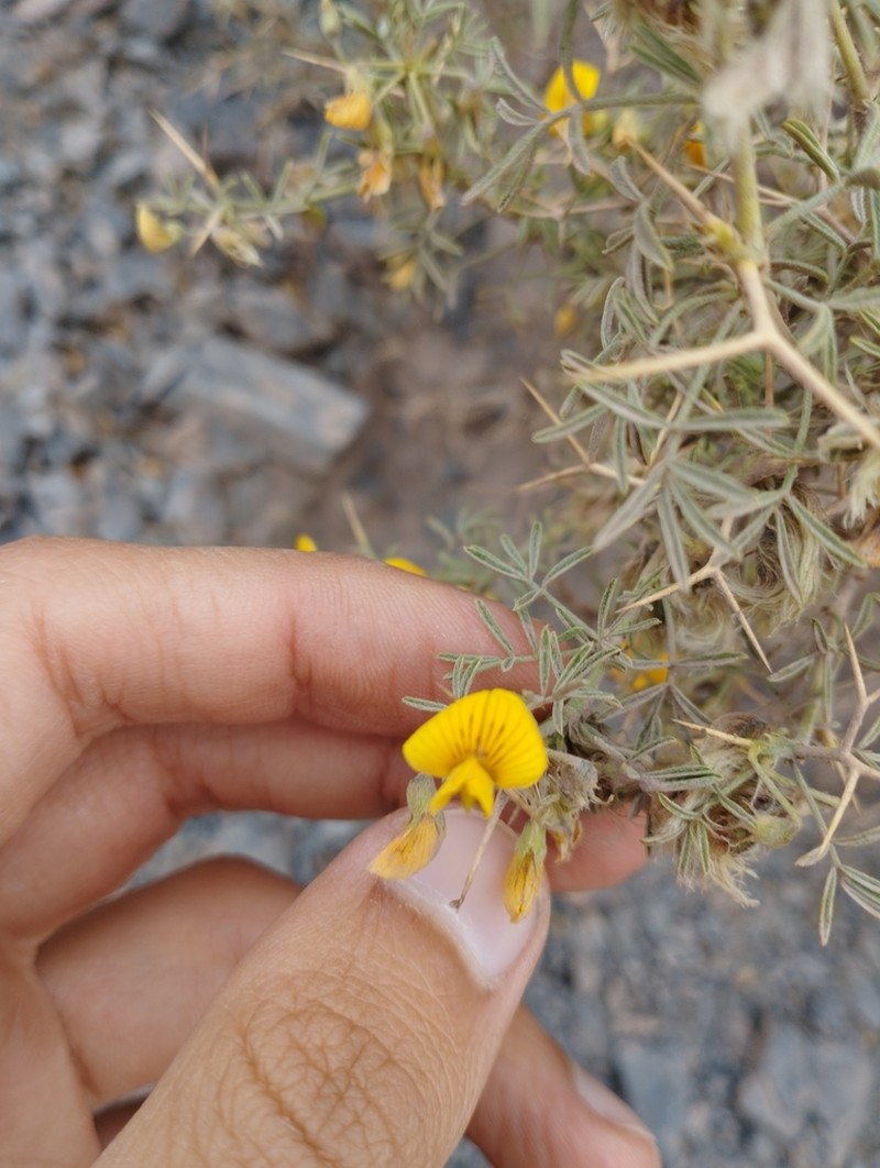 Adesmia gracilis photo 5