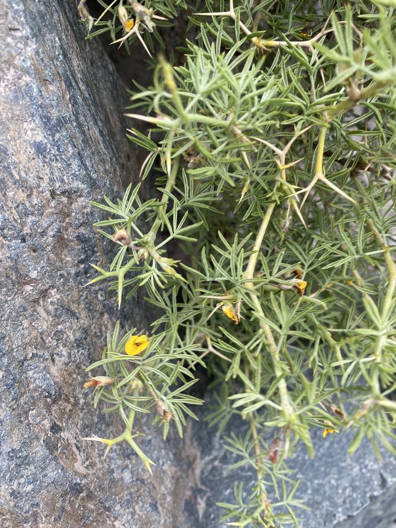 Adesmia gracilis photo 6