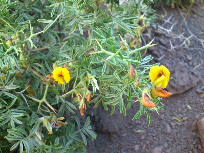 Adesmia gracilis photo 7