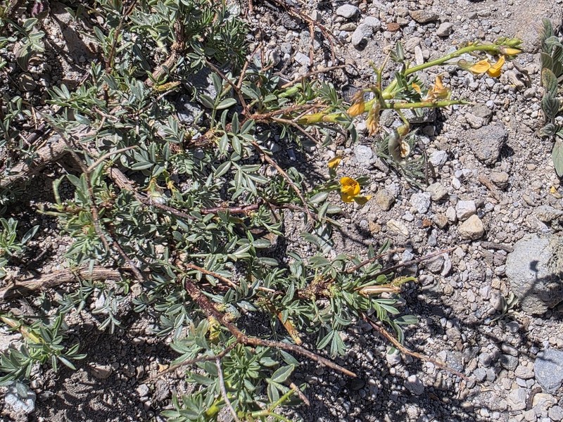 Adesmia gracilis photo 8