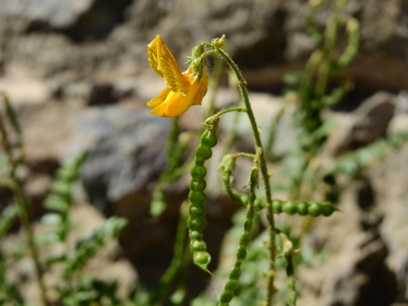 Adesmia grandiflora