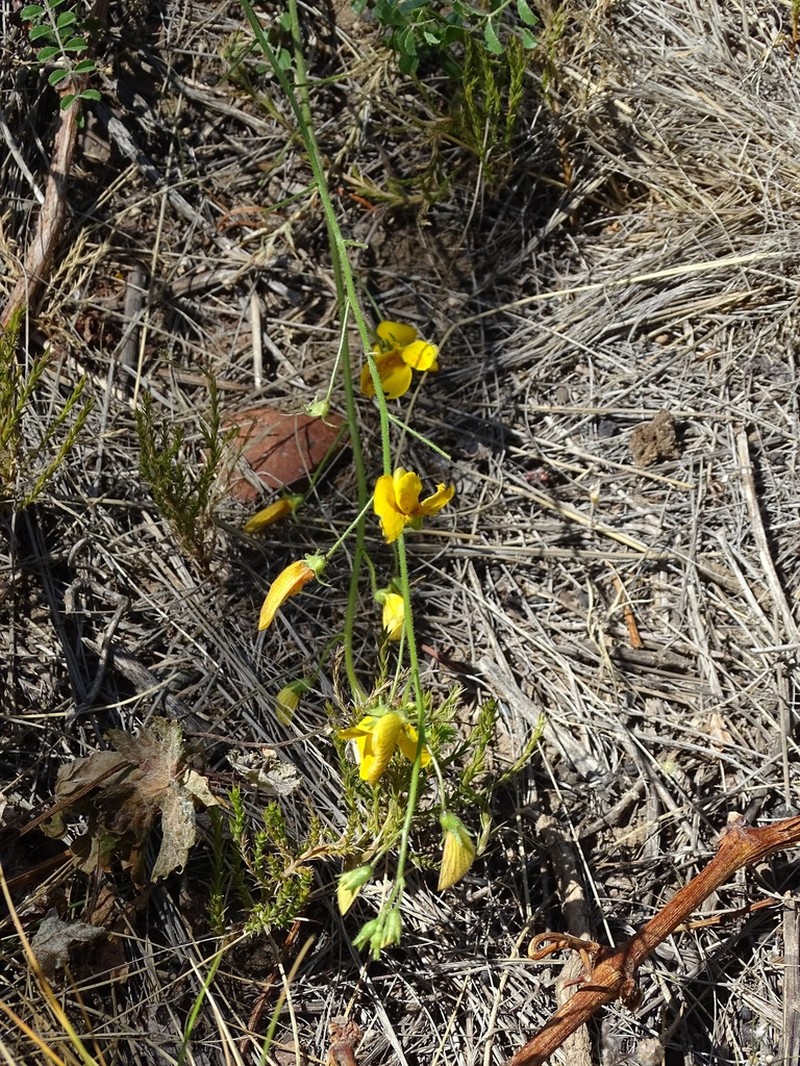 Adesmia grandiflora photo 2