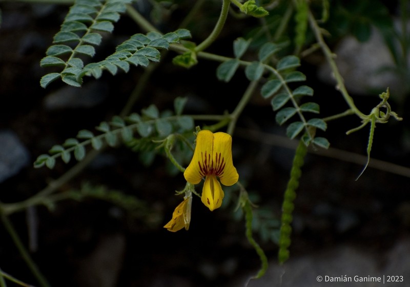 Adesmia grandiflora photo 3