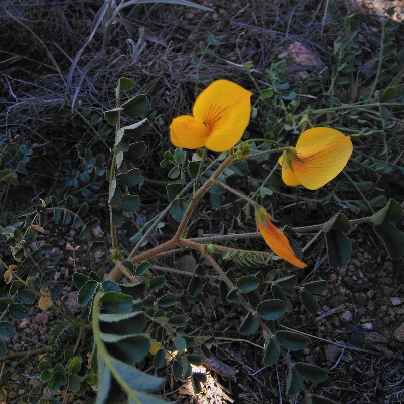 Adesmia grandiflora photo 8