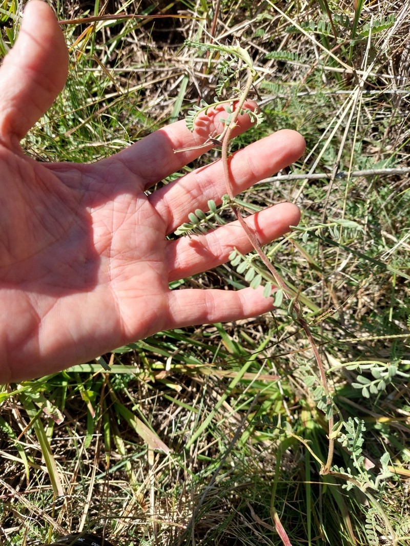 Adesmia grisea photo 4