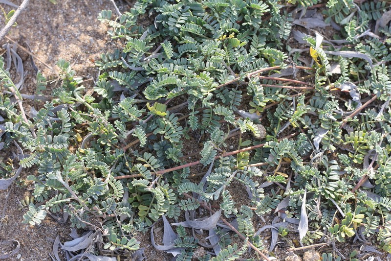Adesmia grisea photo 6