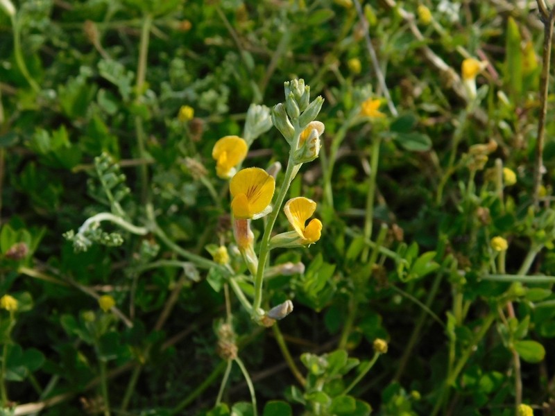 Adesmia grisea photo 8