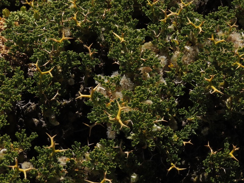 Adesmia hemisphaerica photo 2
