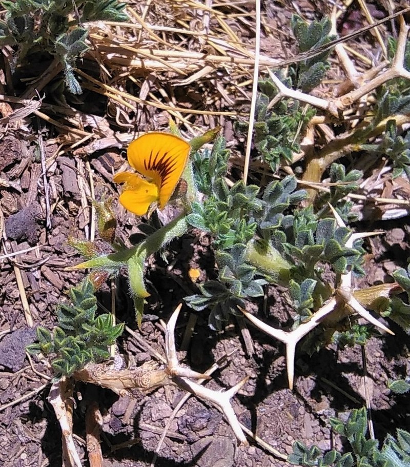 Adesmia hemisphaerica photo 3