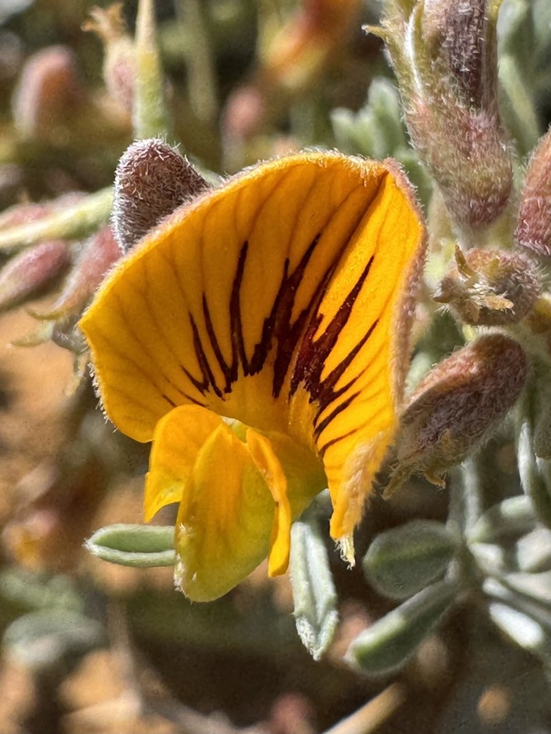 Adesmia hemisphaerica photo 4