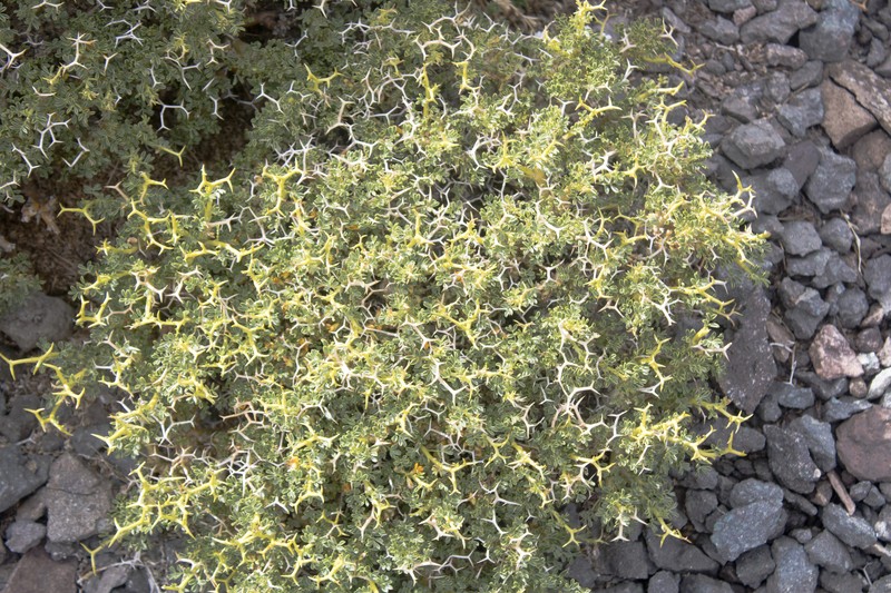 Adesmia hemisphaerica photo 5