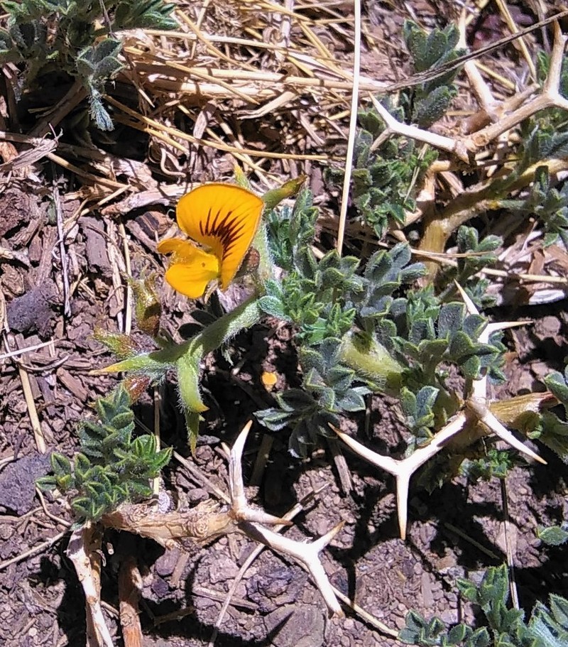 Adesmia hemisphaerica photo 7