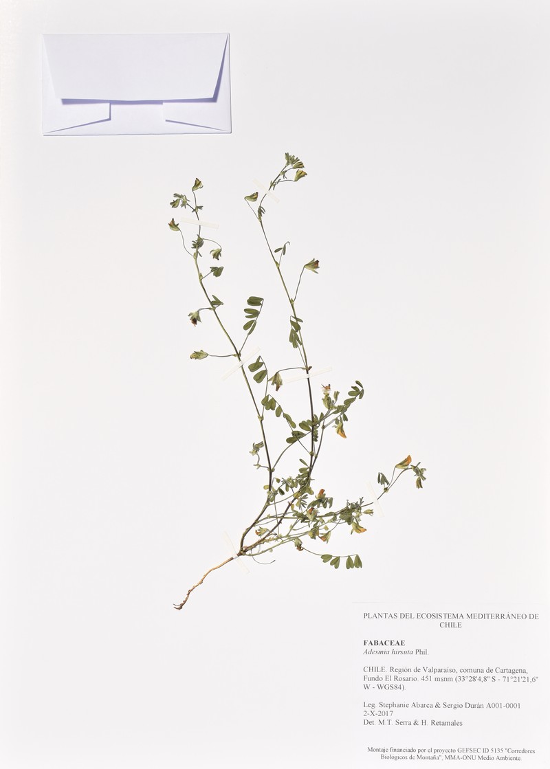Adesmia hirsuta