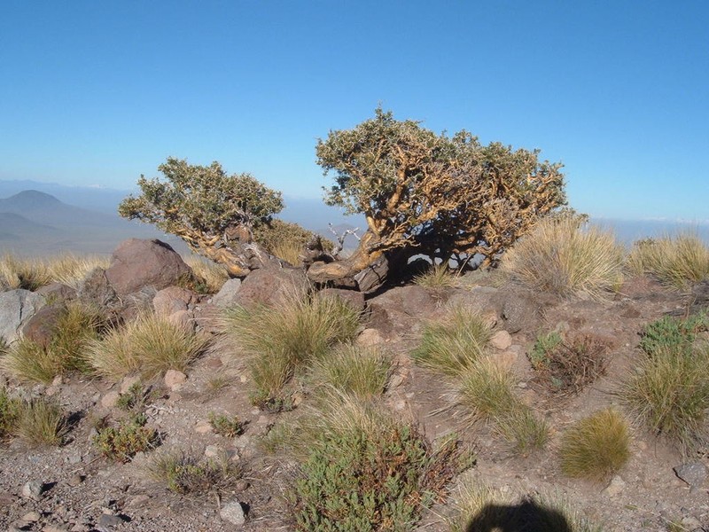 Adesmia horrida