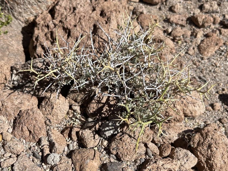 Adesmia hystrix photo 2
