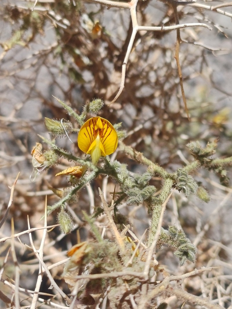 Adesmia hystrix photo 3