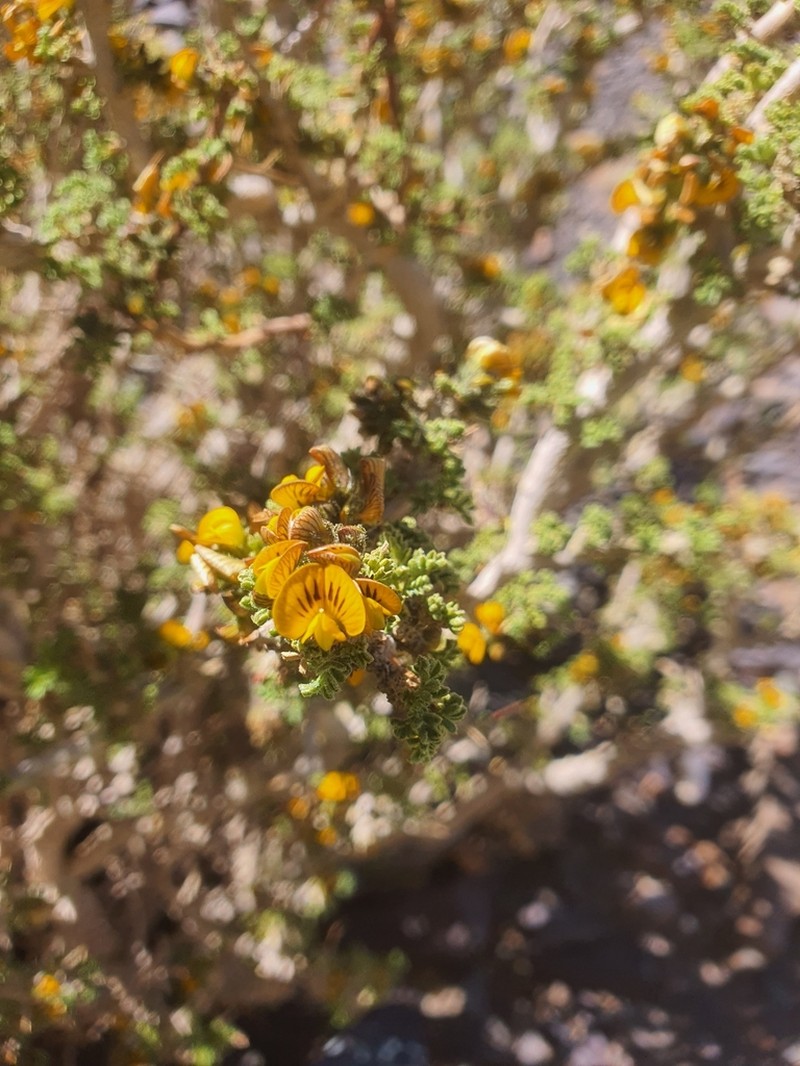 Adesmia hystrix photo 4