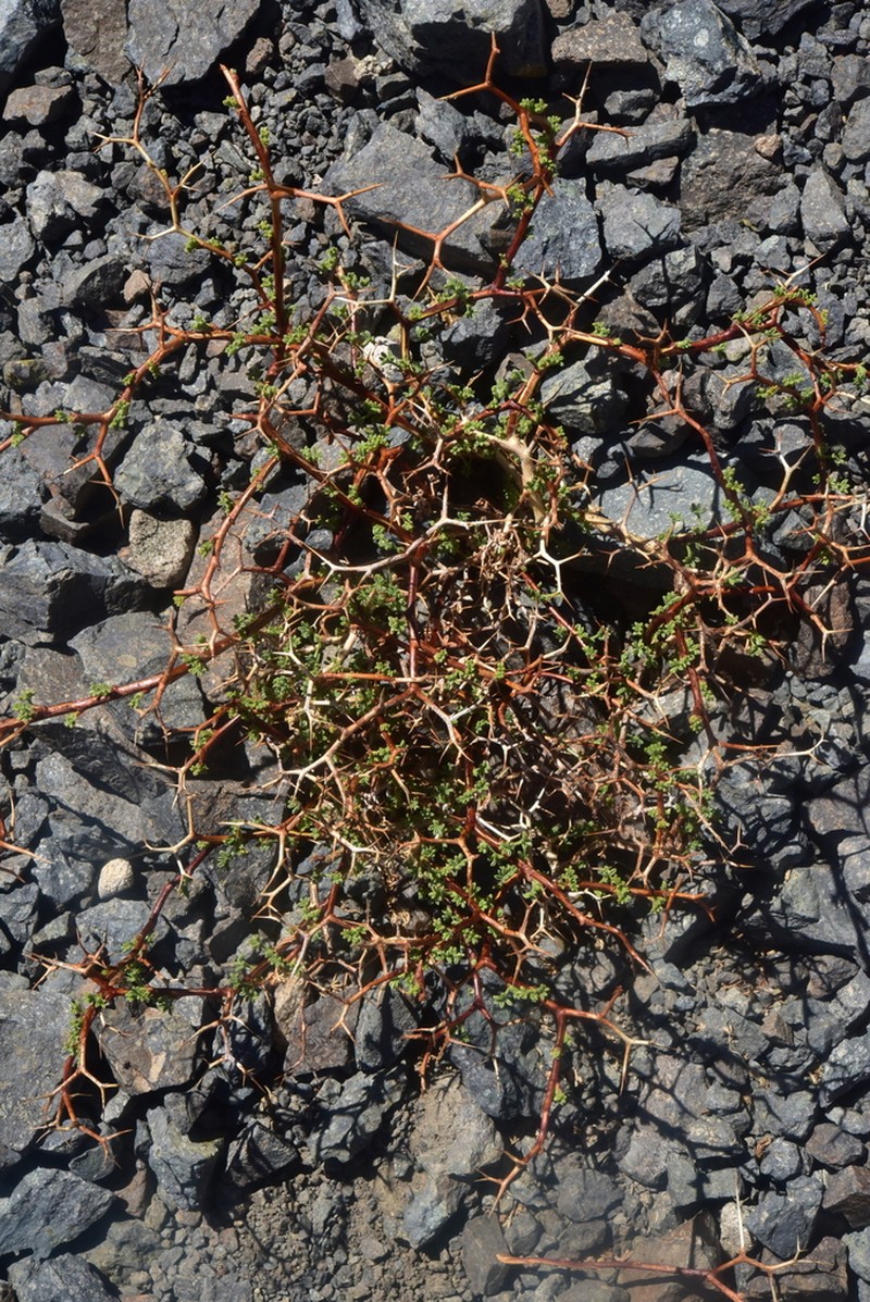 Adesmia hystrix photo 6