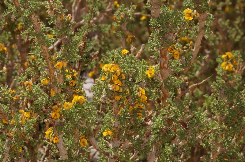 Adesmia hystrix photo 7