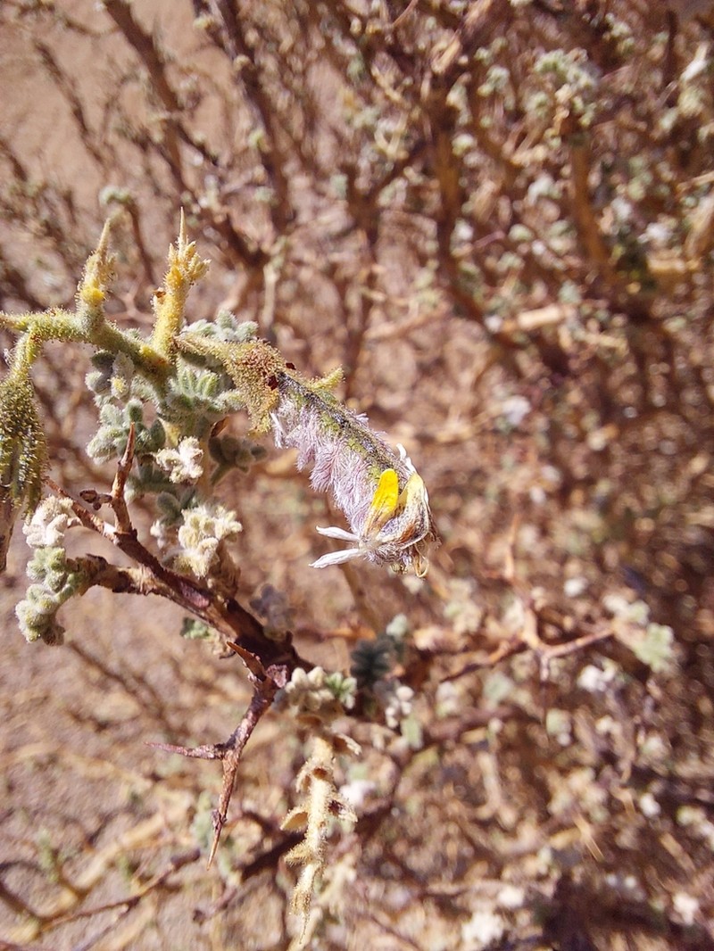 Adesmia hystrix photo 8