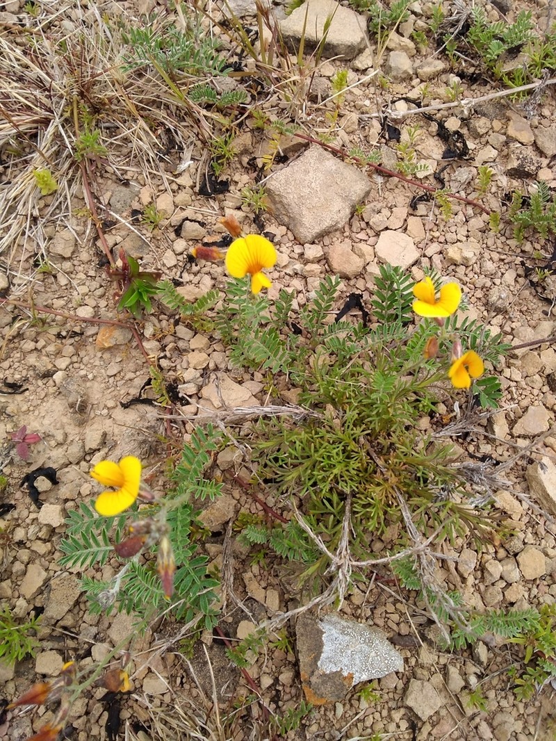 Adesmia incana photo 2