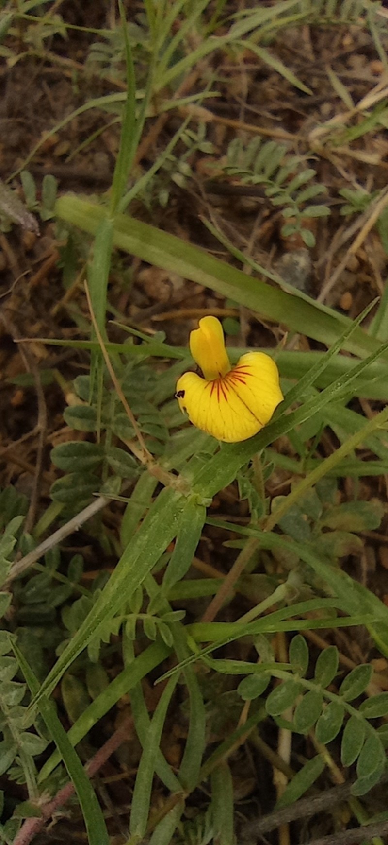 Adesmia incana photo 3