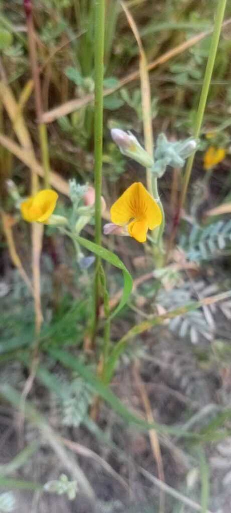 Adesmia incana photo 5