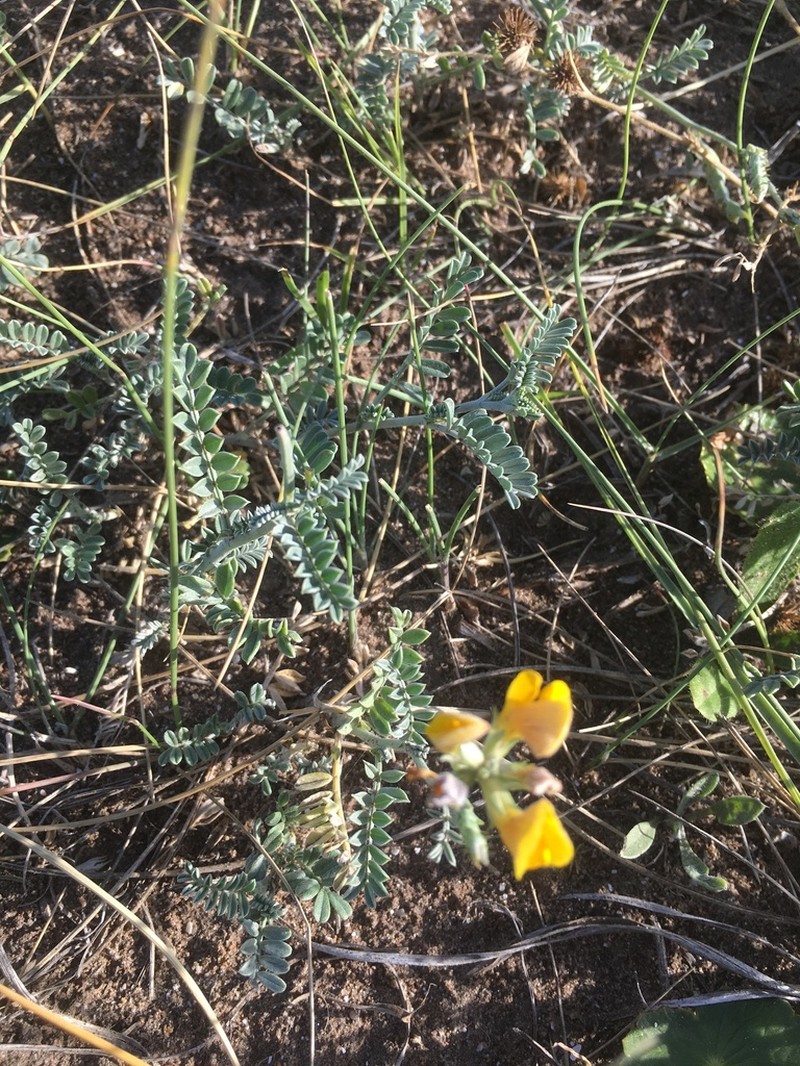 Adesmia incana photo 8