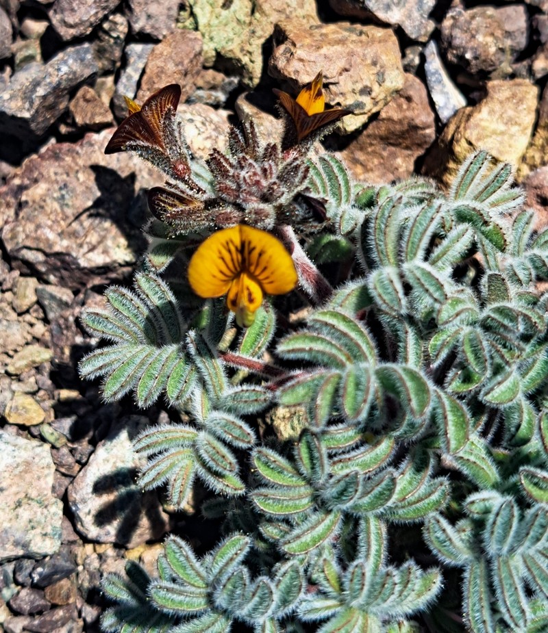 Adesmia jilesiana