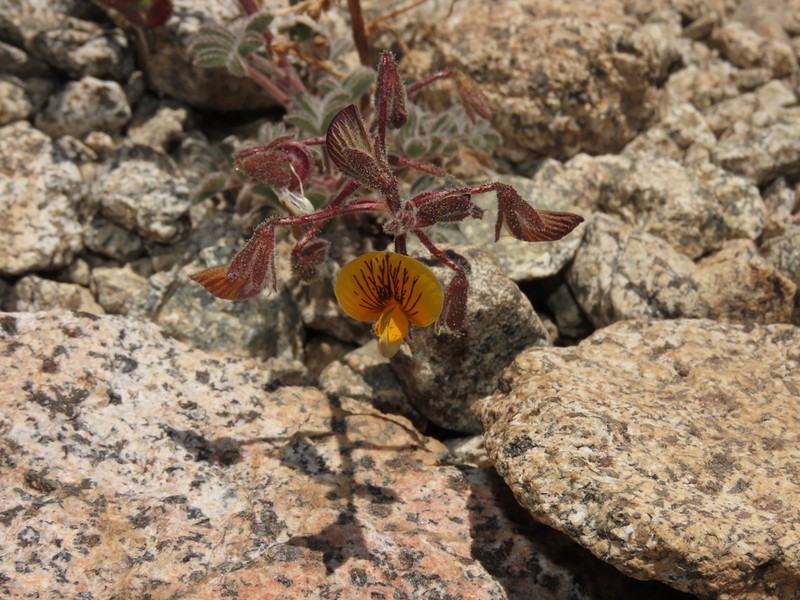 Adesmia jilesiana photo 2