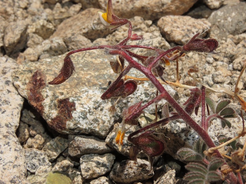 Adesmia jilesiana photo 3