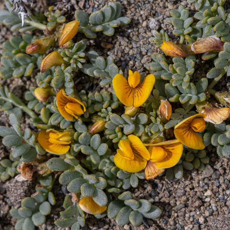 Adesmia karraikensis photo 2