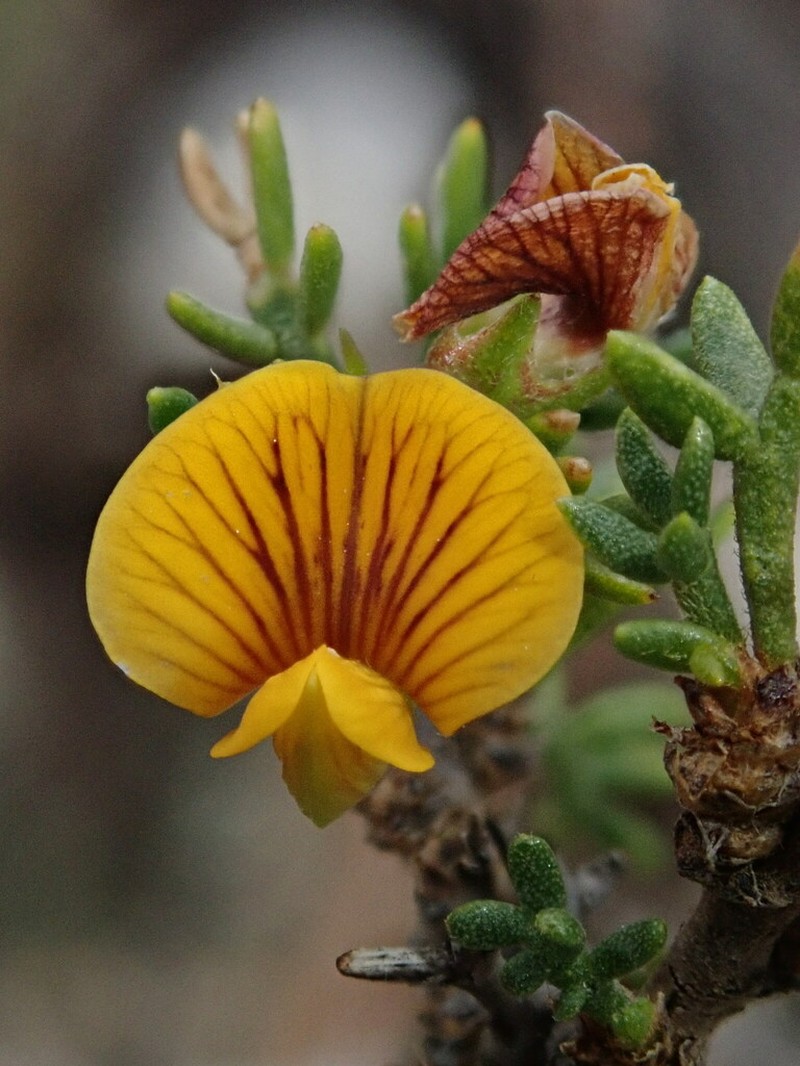 Adesmia kieslingii