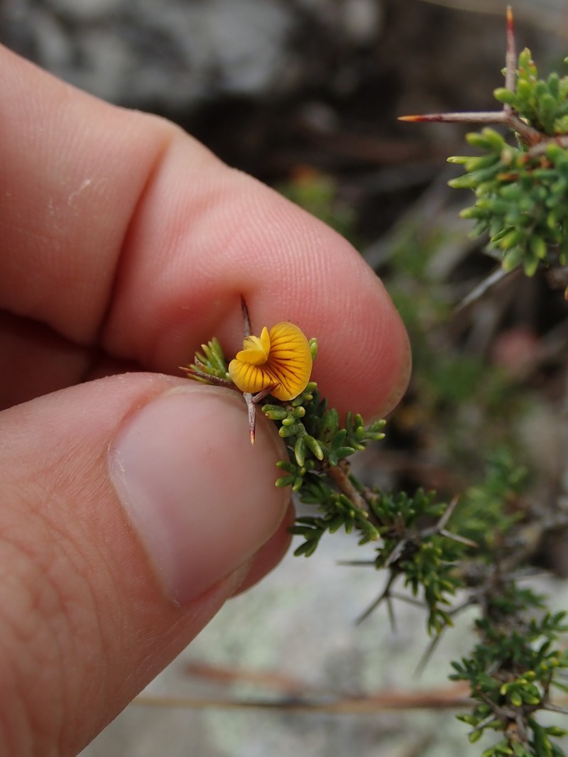 Adesmia kieslingii photo 2