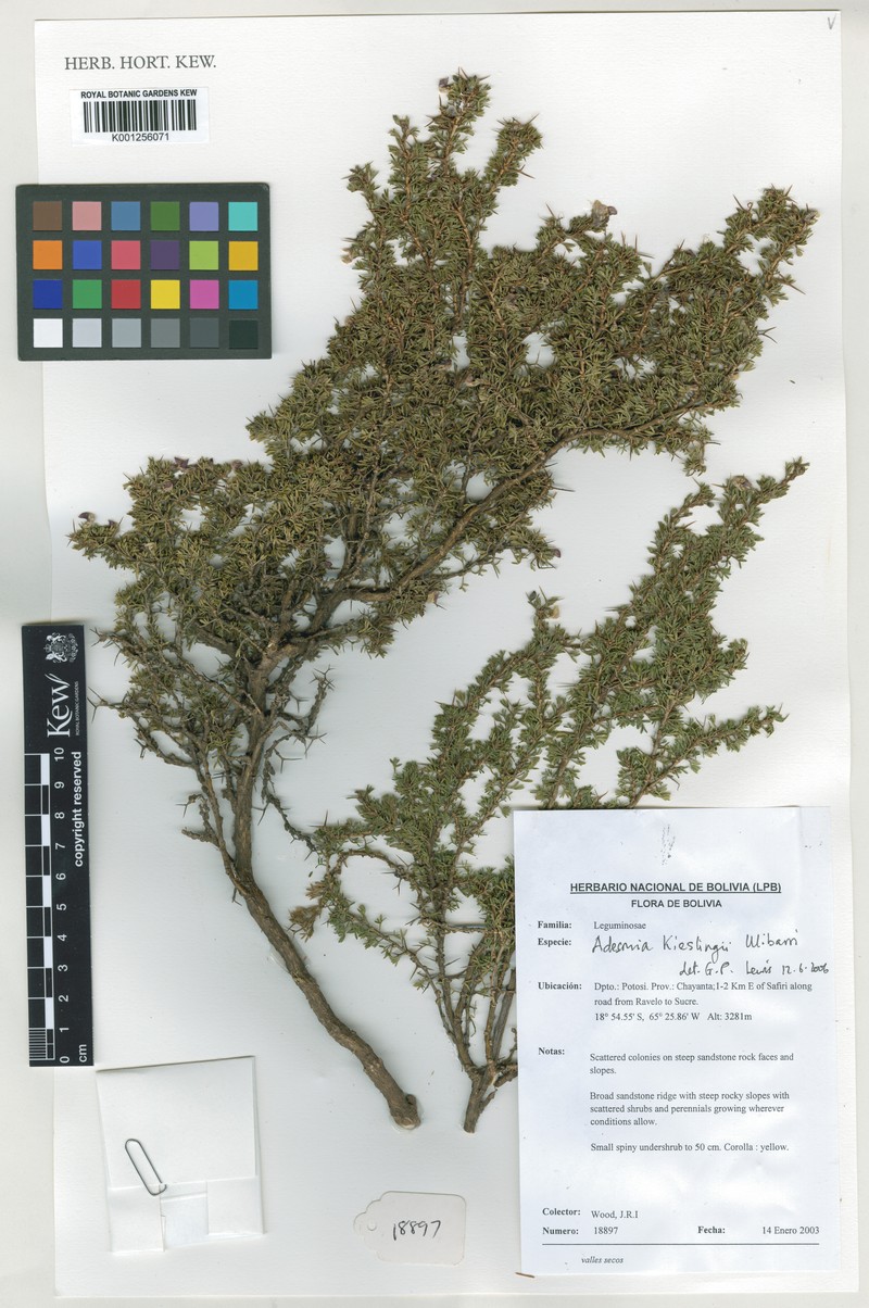 Adesmia kieslingii photo 3