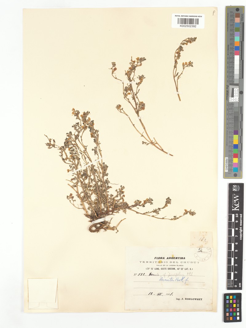 Adesmia lanata