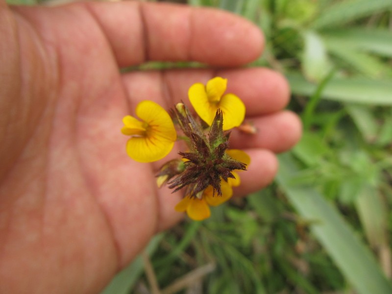 Adesmia latifolia