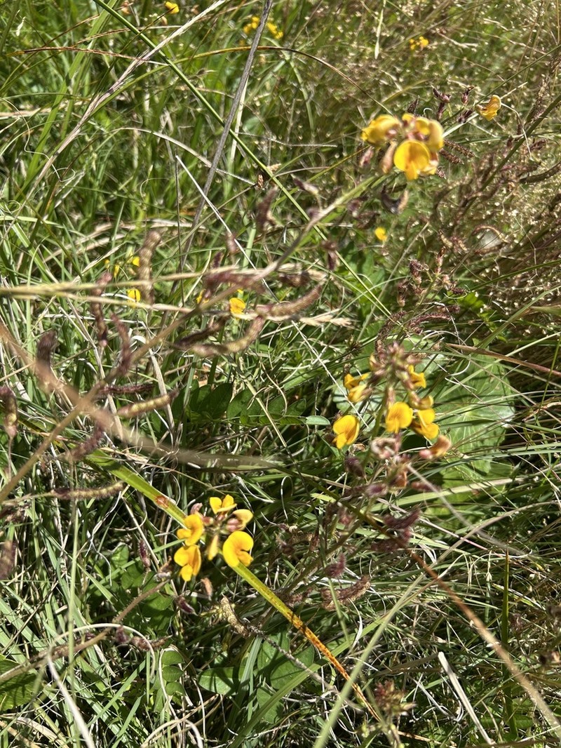 Adesmia latifolia photo 2