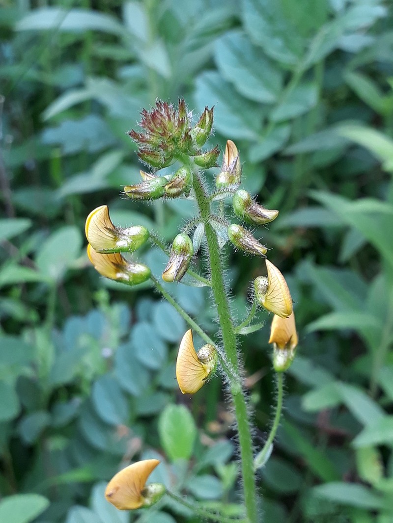 Adesmia latifolia photo 4