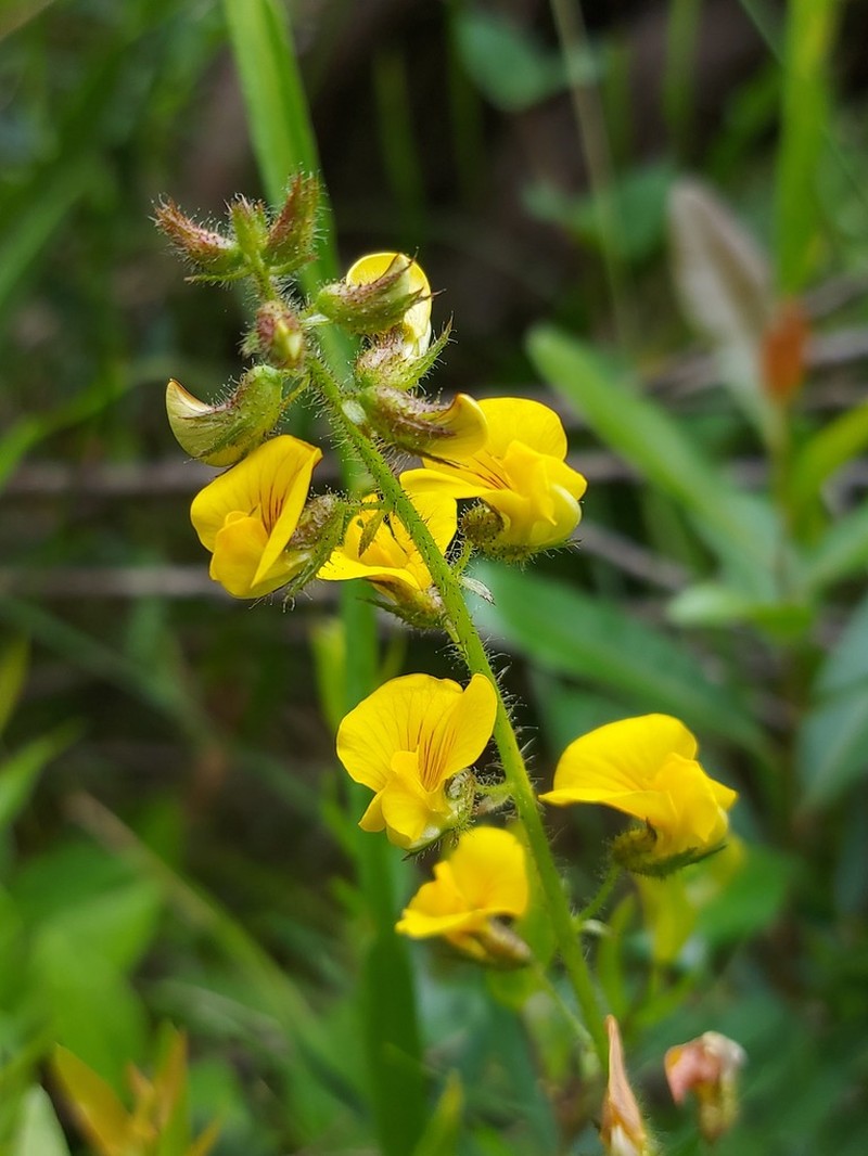 Adesmia latifolia photo 6