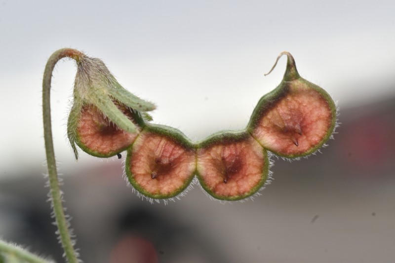 Adesmia laxa