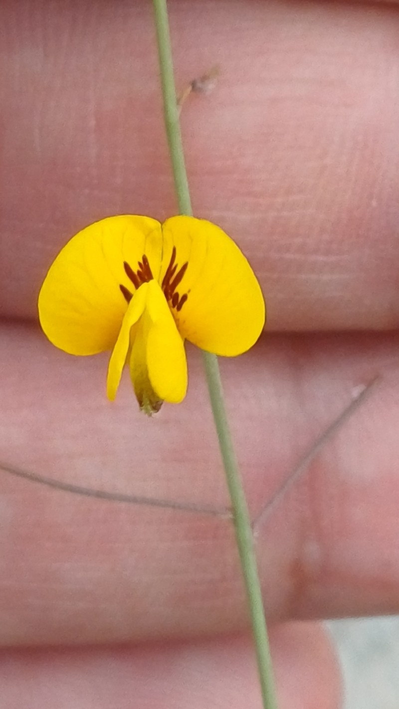 Adesmia leiocarpa