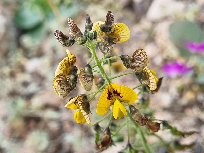 Adesmia leiocarpa photo 2